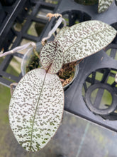 Load image into Gallery viewer, Phalaenopsis schilleriana ‘silver leaf with defined spots’, one of a kind seedling
