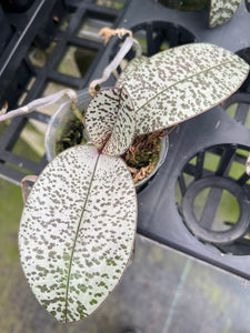 Phalaenopsis schilleriana ‘silver leaf with defined spots’, one of a kind seedling