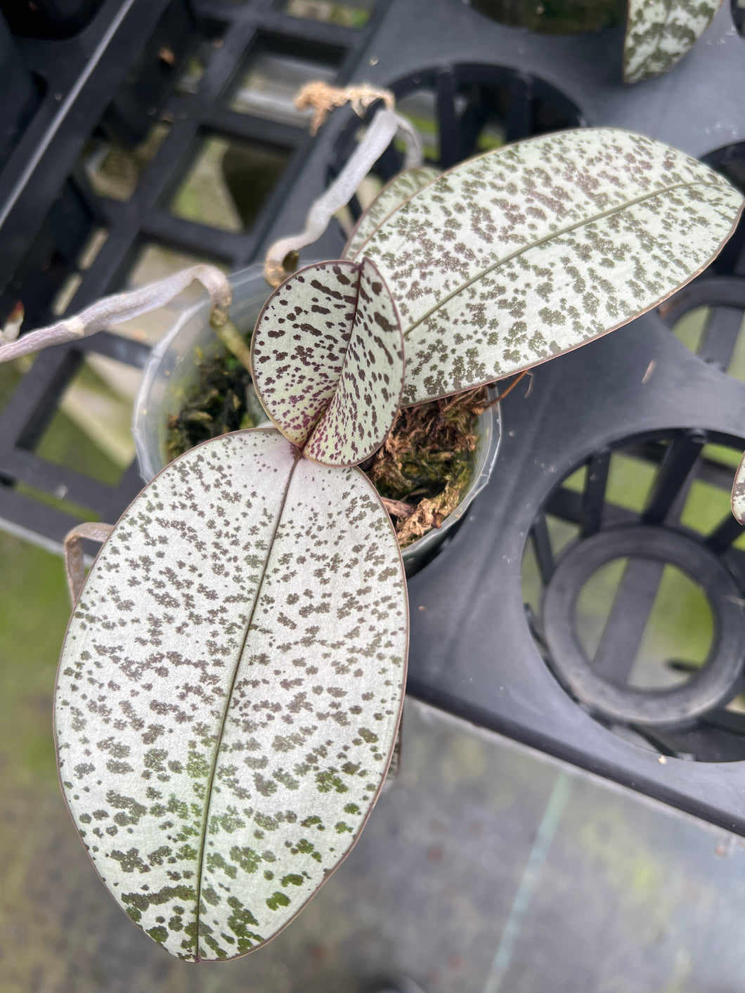 Phalaenopsis schilleriana ‘silver leaf with defined spots’, one of a kind seedling