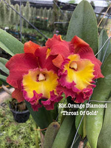 ‘Orange invasion ‘3 x clones Orange