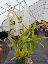 Load image into Gallery viewer, Brassia jipijapensis, rare Brassia species in double spike , awesome
