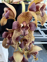 Load image into Gallery viewer, Orchid flask : Grammatophyllum stapeliiflorum
