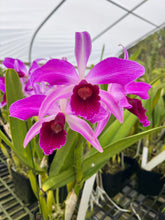 Load image into Gallery viewer, Cattleya purpurata 24plant package  special
