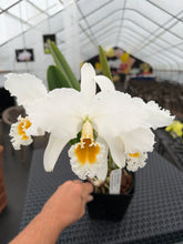 Load image into Gallery viewer, Cattleya (C.) percivaliana alba ‘White Princess’ , division mature in spike , rare

