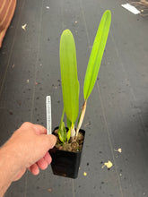 Load image into Gallery viewer, C . purpurata ( sanguinea x rubra) x rubra ‘Shogun ‘s Big Bang ‘ AM
