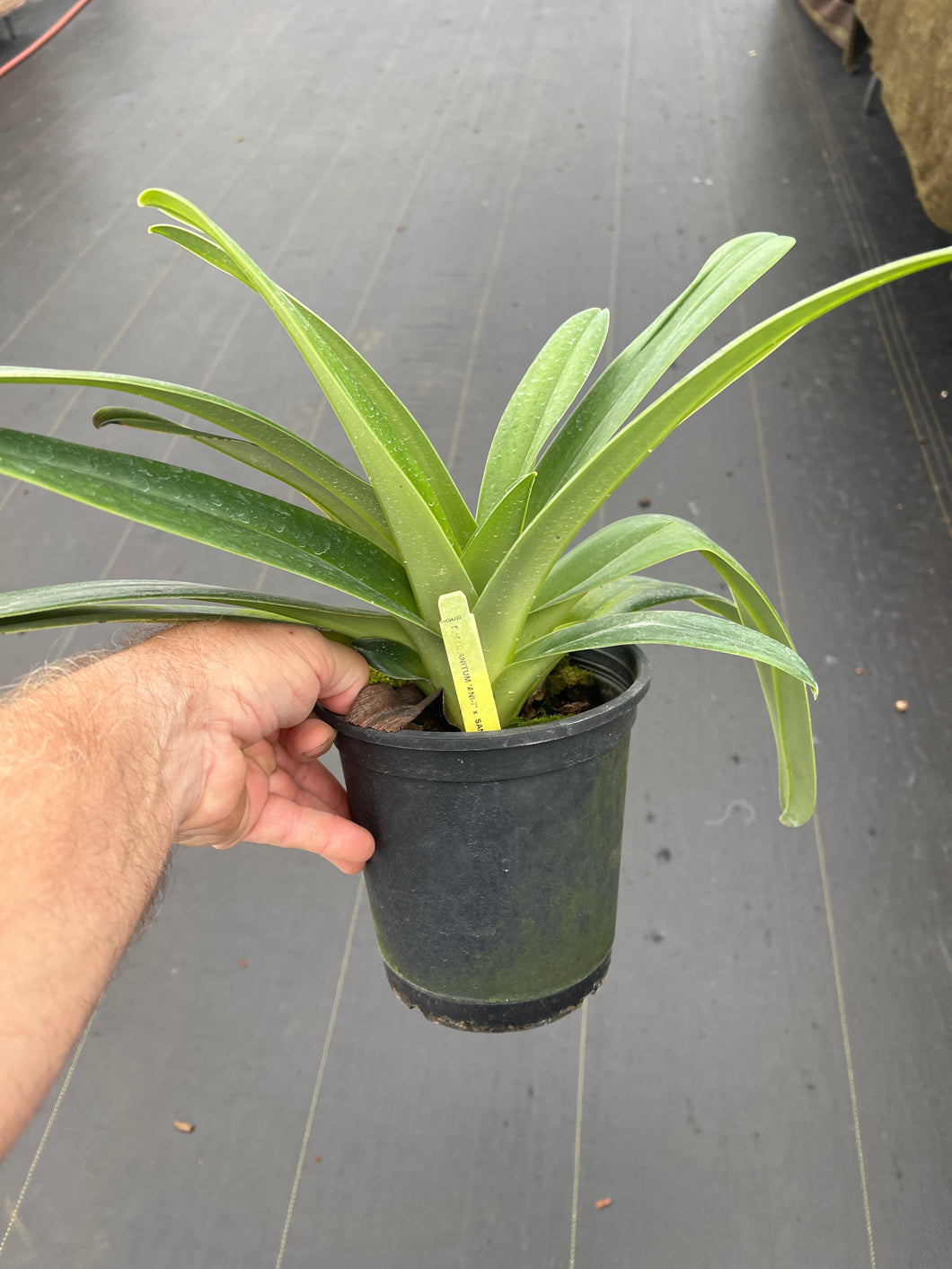 Paphiopedilum anitum x sanderianum ( Yang - Ji Hawk )