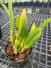 Load image into Gallery viewer, C . percivaliana ( ‘Rio’ x’Jewel’), select seedling
