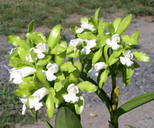 Load image into Gallery viewer, C . leopoldii f . alba ‘Diamond orchids ‘ AM x self , (treated )
