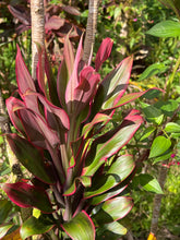 Load image into Gallery viewer, Cordyline terminalis ‘Miss Hawaii’
