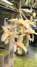 Load image into Gallery viewer, Stanhopea embreii ‘Shogun’s giant Alien ‘ , fantastic bloomer with huge flowers ,
