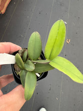 Load image into Gallery viewer, C . schilleriana f . coerulea
