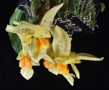 Load image into Gallery viewer, Aciopea Golden emperor, not yet awarded seedlings
