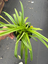 Load image into Gallery viewer, Paphiopedilum hirsutissimum album in spike and three more in sheath , big plant
