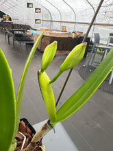 Load image into Gallery viewer, Cattleya (C.) eldorado s/a flamea ‘Fairy ‘ in spike full plant

