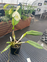 Load image into Gallery viewer, Cattleya (C.) jenmanii alba x sib in spike with three flowers
