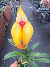 Load image into Gallery viewer, Masdevallia OBrien’s Passion ‘ only one ‘ FCC/AOS , stunning hybrid divisions
