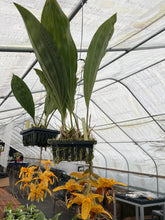 Load image into Gallery viewer, Stanhopea insignis x jenishiana , , 2 spikes awesome cross
