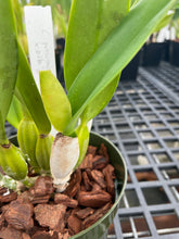 Load image into Gallery viewer, C . percivaliana ( ‘Rio’ x’Jewel’), selectcseedling

