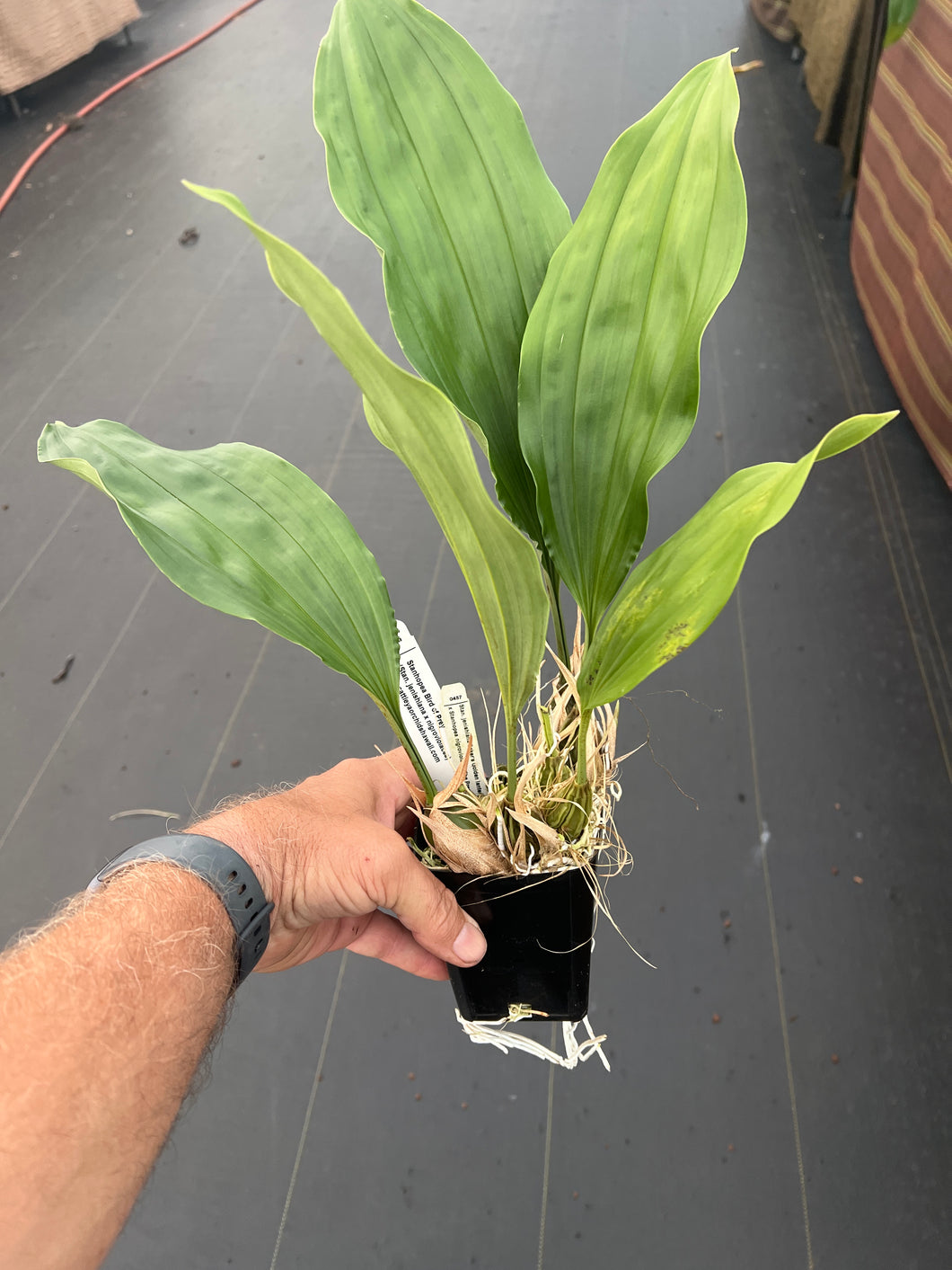 Stanhopea Bird of Prey , 4” pots