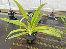 Load image into Gallery viewer, Paphiopedilum Shin -Yi Pride ( rothschildianum x Michael Koopowitz), 1 gallon size
