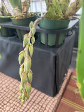 Load image into Gallery viewer, Catasetum Frilly Russ ( Frilly Doris x rissellianum ) in double spike
