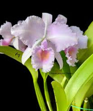 Load image into Gallery viewer, Cattleya (C.) Trianae concolor ‘Amparo ‘ original division

