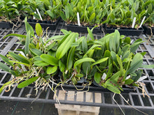 Load image into Gallery viewer, 100 x Cattleya clones plugs 10 varieties

