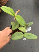 Load image into Gallery viewer, Cattleya schilleriana coerulea ‘ Gipson ‘ x self
