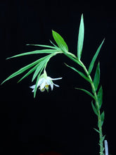 Load image into Gallery viewer, Thunia alba , large plants , rare offering
