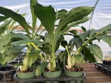 Load image into Gallery viewer, Ctsm . Mary Lou(Catasetum juruenense x Ctsm. Barbatum )
