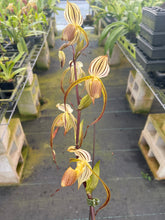 Load image into Gallery viewer, MSH865 Paphiopedilum Stone Temple reverse ( Temptation x stonei)
