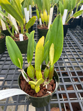 Load image into Gallery viewer, C . percivaliana ( ‘Rio’ x’Jewel’), selectcseedling
