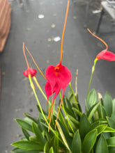 Load image into Gallery viewer, Masdevallia Cheryl Shohan ‘The Babe ‘ AM / AOS, original division , huge plant
