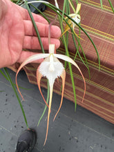 Load image into Gallery viewer, Brassavola cucullata ( appendiculata )in spike

