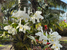 Load image into Gallery viewer, C. warscewiczii alba ( ‘Christofferson ‘ x ‘New Horizon ‘) x sib . , 4” pot size 12 month from flowering
