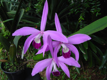 Load image into Gallery viewer, Cattleya species perinii x self , mature plants
