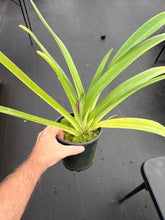 Load image into Gallery viewer, Paphiopedilum Johanna Burkhardt ‘Shoguns Pride ‘ AM x rothschildianum ‘Charles ‘ x ‘Borneo ‘
