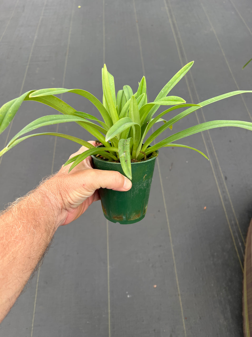 Paphiopedilum lowii album ‘ Hilo gold ‘ x ‘Easter ‘