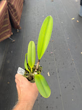 Load image into Gallery viewer, C. warscewiczii alba ( ‘Christofferson ‘ x ‘New Horizon ‘) x sib . , 4” pot size 12 month from flowering

