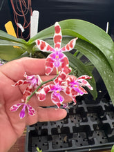 Load image into Gallery viewer, Phalaenopsis mariae x sib ., in spike awesome
