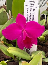 Load image into Gallery viewer, Slc . Durbin Rose ‘ Magnificent’ x Slc . Virginia Dickey ‘ Diamond Orchids ‘
