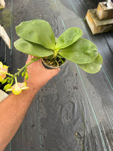 Load image into Gallery viewer, Phalaenopsis Patti Lee SM/WOC 2021
