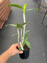 Load image into Gallery viewer, C. Tigrina fma alba ‘Too good ‘ x self  in spike
