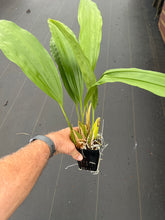 Load image into Gallery viewer, Coryhopea ImaginationsAM/AOS, 4 inch pot divisions
