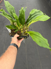 Load image into Gallery viewer, Stanhopea assidensis x nigroviolacea ‘The Predator’FCC
