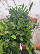 Load image into Gallery viewer, Rlc . Siam Paradise ‘ Lemon Field ‘ plug trays 72
