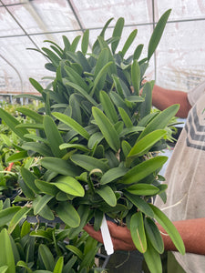 Rlc . Siam Paradise ‘ Lemon Field ‘ plug trays 72
