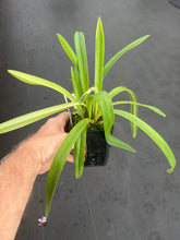Load image into Gallery viewer, Paphiopedilum hirsutissimum var. esquirolei album
