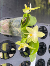 Load image into Gallery viewer, Phalaenopsis (Yin’s Dreamy spotted Yaohon yellow bomb) x Penang violacea ‘BK forest ‘, one of a kind yellow green flower seedling
