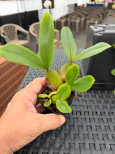 Load image into Gallery viewer, Bulbophyllum purpureorhachis seedlings grown from flask , 3” pots now
